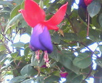 お花