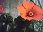 華