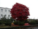 紅葉