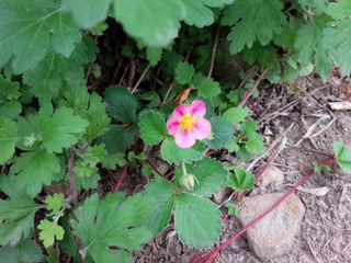 IMG_20150801_180244.jpg
