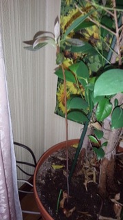 IMG_20170514_135733.jpg